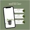 Plants by Frank | 6 Efeu Pflanzen | Hedera Helix 'Glacier' Produktbild-Vorschau 5