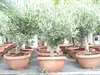 Olivenbaum Bonsai 70 - 90 cm Formgehölz, Olive winterhart, Produktbild-Vorschau 5