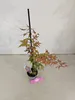 Set van 2 Japanse esdoorn 'Deshojo' – Acer palmatum, Productafbeelding-voorbeeld 3