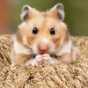 Relaxdays Hamster Zubehör Set 5 tlg., Hamstertunnel, Produktbild-Vorschau 3