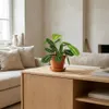 Maranta Lemon Lime, pianta ornamentale, pianta da interno, Anteprima dell’immagine prodotto 4