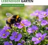 Blaukissen Violett Samen - Aubrieta cultorum - Produktbild-Vorschau 7