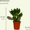 Sukkulenten Mix Everspring  - 18 Stück - 10 cm - Ø8,5 - 9 Produktbild-Vorschau 8