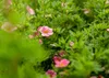 Potentilla fruticosa 'Bellissima', Fingerstrauch, rosa Produktbild-Vorschau 1