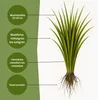 Samenshop24® RSM-Rasensamen 3.2 Sportrasen Regeneration mit Produktbild-Vorschau 2