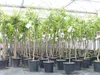 chin. Dattel 150 - 170 cm Dattelbaum 5 - 8 cm Stammumfang, Produktbild-Vorschau 5