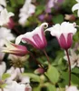BALDUR Garten 1x Tulpen-Clematis 'Princess Kate®', Pflanze Produktbild-Vorschau 3