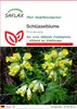 SAFLAX - Schlüsselblume - Primula veris - 100 Samen Produktbild-Vorschau 1