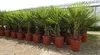 Palme XL 120-150 cm Trachycarpus fortunei, Hanfpalme, Produktbild-Vorschau 1