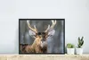 MuchoWow® MuchoWow® Gerahmtes Poster Rotwild - Weiß - Braun Produktbild-Vorschau 5