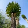 Exotická semena - Yucca Carnerosana - balení 5 ks - Náhled obrázku produktu 3