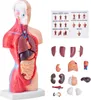 A collage of an anatomical model of the human torso and separate organ pieces, along with an informational chart. Podgląd zdjęcia produktu
