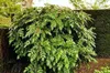 Mahonia jap. 'Hivernant' - Mahonia 50- 60 cm - Pojemnik Podgląd zdjęcia produktu 1