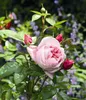 Dehner Edelrose Schöne Maid®, Züchter Tantau, rosa Blüten, Produktbild-Vorschau 4