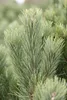 Pinus sylvestris, Waldkiefer, 40–60 cm Produktbild-Vorschau 5