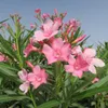 Oleander (Nerium oleander)  - 20 Samen Produktbild-Vorschau 1