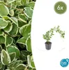 Bodendecker - Großblättriges Weissbuntes Immergrün - Vinca Produktbild-Vorschau 1