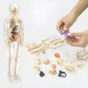 A transparent human anatomy model with internal organs is shown next to disassembled skeleton parts and a person's hands assembling a small purple and pink organ model. Anteprima dell’immagine prodotto