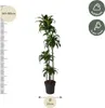 Dracena - Dracaena Dorado 170cm - Ø27cm - roslina Podgląd zdjęcia produktu 1