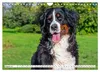 Berner Sennenhunde - Freunde für ein ganzes Leben Produktbild-Vorschau 10