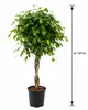 Birkenfeige Ficus Benjamina Exotica Stämmchen 120 cm – Produktbild-Vorschau 5