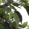 Mica Decorations Ficus Kunstpflanze - H110 x Ø65 cm - Grün Produktbild-Vorschau 3