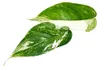 Bielopruhovaný brečtan – Epipremnum variegata – Scindapsus Náhľad obrázku produktu 4