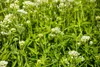 Rote Spornblume Albus, im Topf - Centranthus ruber Produktbild-Vorschau 5