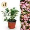 Set da 3 rose da giardino Rosa Cutie Pie - rosa resistente Anteprima dell’immagine prodotto 2