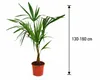 Palma della canapa cinese 130 - 160 cm Trachycarpus Anteprima dell’immagine prodotto 10