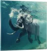 Bilder auf glas - Elefant Tier Wasser - 50x50cm - Produktbild-Vorschau 1