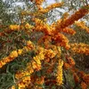 2 x Argousier - Hippophae rhamnoides | 60-80 cm en Voir les images du produit 2