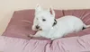 Kentucky Dogwear Hundekissen Velvet Produktbild-Vorschau 6