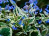 Stauden Gänge 3 x Brunnera macrophylla 'Variegata‘ - Produktbild-Vorschau 2