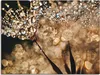 ARTland Leinwandbild Pusteblume Goldschimmer Größe: 40x30 Produktbild-Vorschau 1