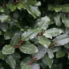2 x Salice invernale - Elaeagnus ebbingei | 40-60 cm in Anteprima dell’immagine prodotto 2