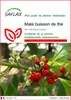 SAFLAX  - Maté buisson de thé - 10 graines - Ilex Voir les images du produit 1