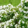 2 x  zahradní jasmín  - Philadelphus 'Lemoinei'  | 50-60 cm Náhled obrázku produktu 2