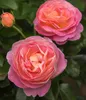 Dehner Edelrose Dornburger Schlossrose, Züchter Tantau, Produktbild-Vorschau 3