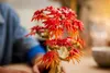 LEGO BOTANICALS 10348 Japanese Red Maple Bonsai Tree Anteprima dell’immagine prodotto 12
