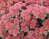 Sedum telephium 'Herbstfreude', Fetthenne, rosa Blüten, ca. Produktbild-Vorschau 7