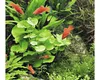 Hydrocotyle leucocephala  Brasiliansicher Wassernabel Produktbild-Vorschau 5