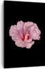 Bild auf Leinwand - Leinwandbild - Einteilig - Hibiskus Produktbild-Vorschau 1