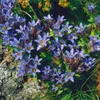 Gentiana septemfida var.lagodechiana, Enzian, blau, ca. 9x9 Produktbild-Vorschau 2