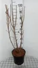 Viburnum lantana - Boule de neige 60- 80 cm - conteneur Voir les images du produit 2
