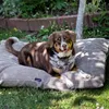 4L Textil MOLLY Hundekissen flauschig Cord Hundebett Grosse Produktbild-Vorschau 9