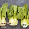 Samenliebe  Pak Choi Samen | Yorokobi - samenfestes  Produktbild-Vorschau 4