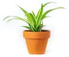 Gardners Chlorophytum Comosum, priemer 6 cm Náhľad obrázku produktu 3