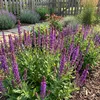 Bloomique - Lot de 6 - Salvia Ostfriesland - Sauge - Voir les images du produit 3