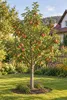 Apfelbaum 'Summerred' 100–120 cm – Malus domestica, varietà Anteprima dell’immagine prodotto 3